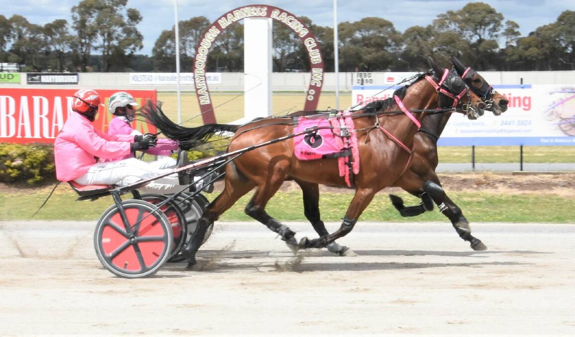 BRILLIANT FOLLOW UP: Greg Sugars makes it back-to-back wins aboard the Maree Campbell-trained Mazikeen (inside) with a tenacious victory over Di Li at Maryborough on Sunday. Picture: CLAIRE WESTON PHOTOGRAPHY
