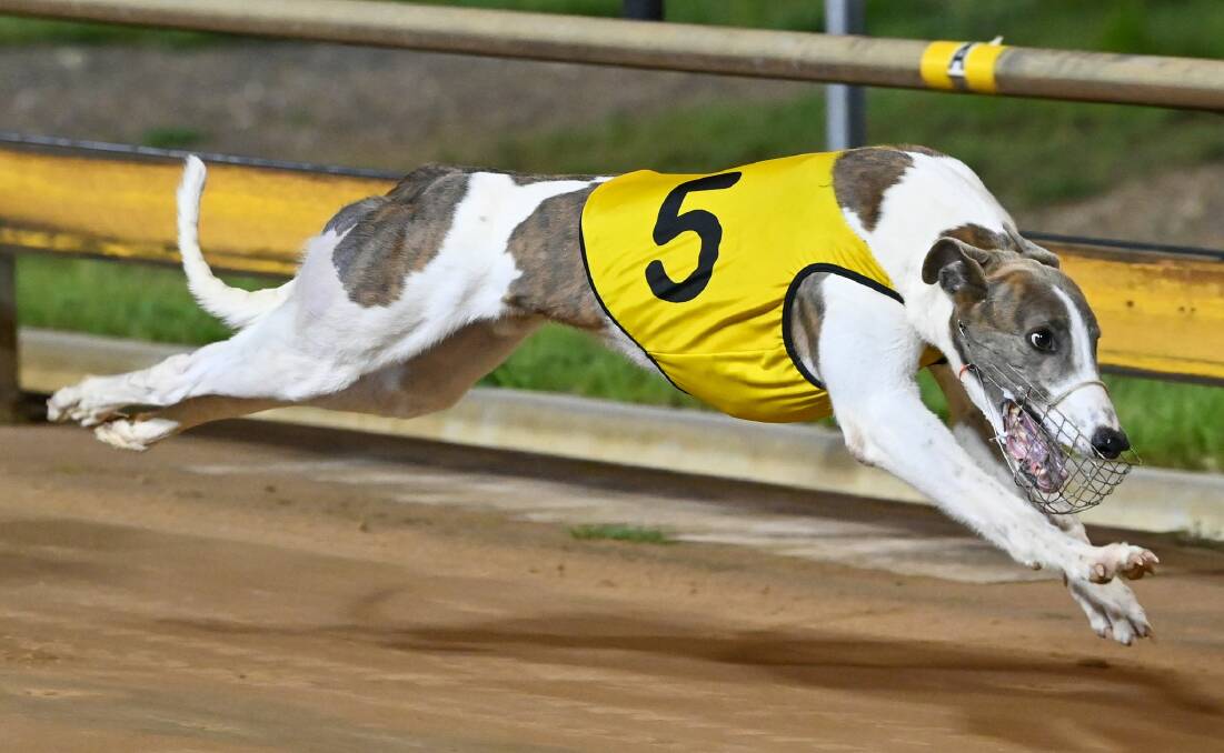 COUNTRY CUPS KING: Ferdinand Bale will be looking to add his fourth country cup win at Bendigo on Saturday night following previous wins at Ballarat, Shepparton and Healesville. Picture: GREYHOUND RACING VICTORIA