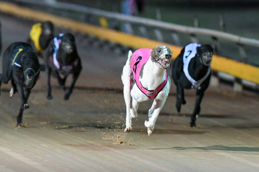 Ferdinand Boy sprints to victory in the 2021 Ballarat Cup. Picture: CLINT ANDERSON/GREYHOUND RACING VICTORIA