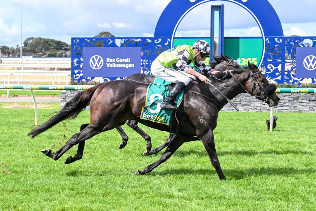 Elegancia, ridden by Billy Egan, wins the Rex Gorell Volkswagen Maiden Plate at Geelong on Tuesday. Picture by Reg Ryan/Racing Photos