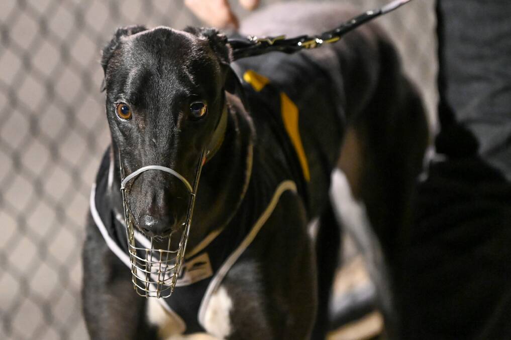 Masked Avenger is a Bendigo track specialist with six wins from nine starts.
