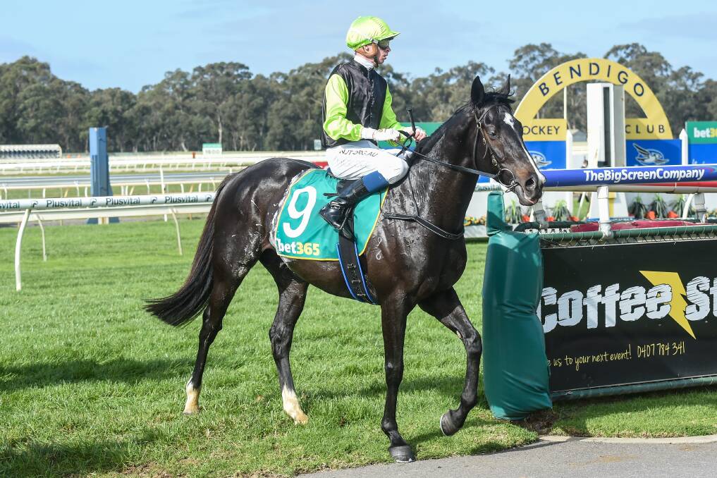Persan, ridden by Michael Dee, returns to the mounting yard following his maiden win at Bendigo in may this year. Picture: BRETT HOLBURT/RACING PHOTOS