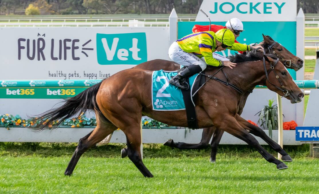Everylittle Breeze, ridden by Dean Holland, wins the two-year-old maiden plate at Bendigo on Sunday. Picture: JAY TOWN/RACING PHOTOS