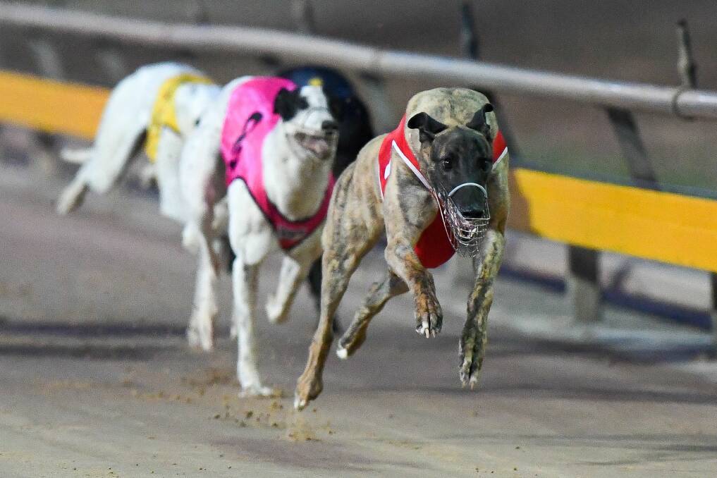 Yozo Bale will be looking to defend his 2020 Bendigo Cup win when the heats of the Group 2 feature are run on Saturday night. Picture: CLINT ANDERSON/GREYHOUND RACING VICTORIA