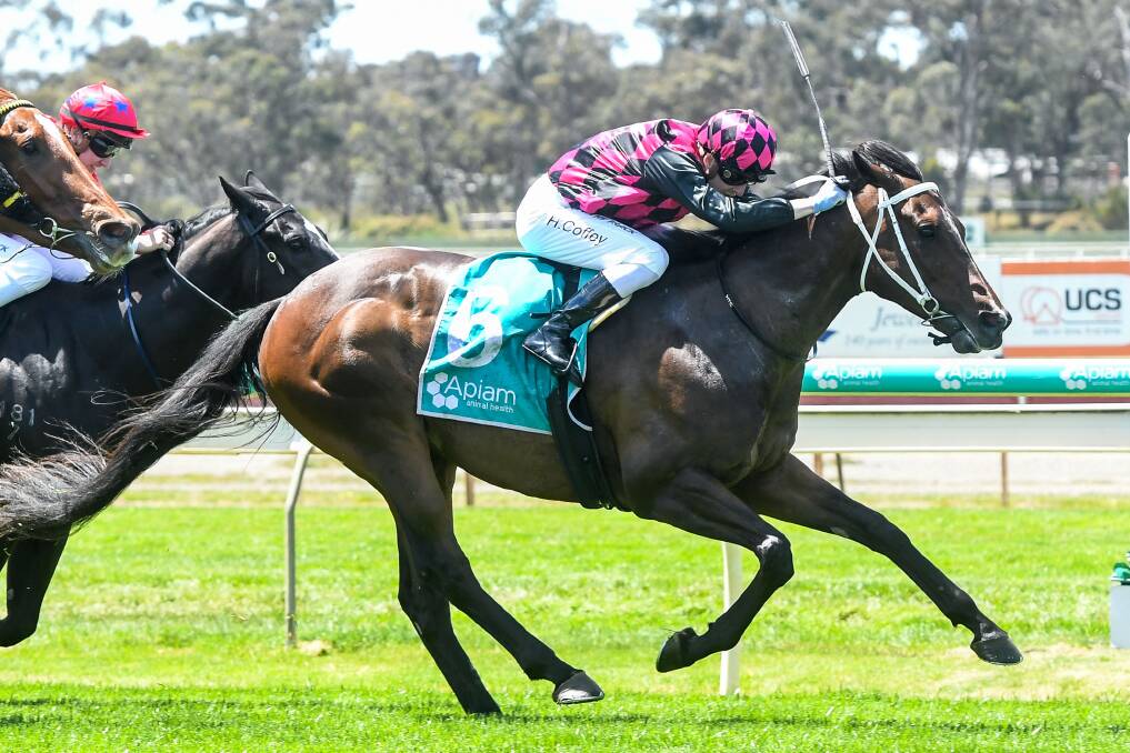 Royal Tyke, pictured winning on Bendigo Cup day last year with Harry Coffey in the saddle, will run in today's $135,000 Palmerston Sprint (1200m) in darwin. Picture: RACING PHOTOS