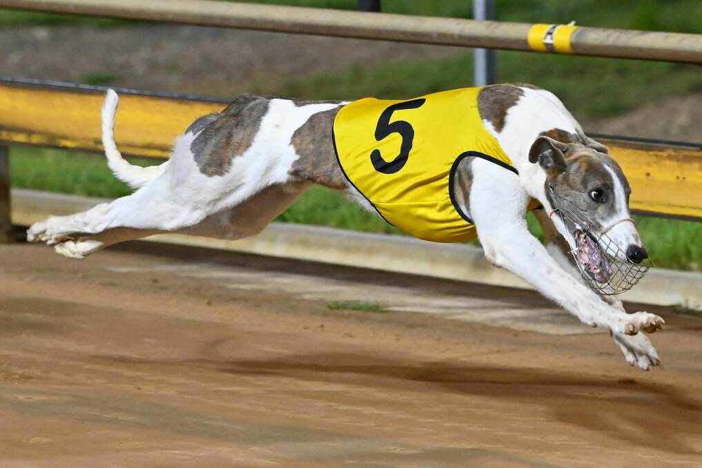 Ferdinand Boy takes out heat five on Saturday night. Picture: GREYHOUND RACING VICTORIA