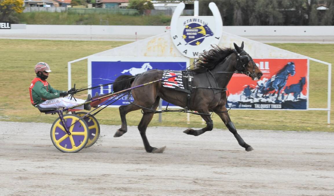 Belladonna Girl, pictured winning at Stawell, will contest a heat of the Southern Cross Series at Globe Derby on Saturday night. Picture: CLAIRE WESTON PHOTOGRAPHY