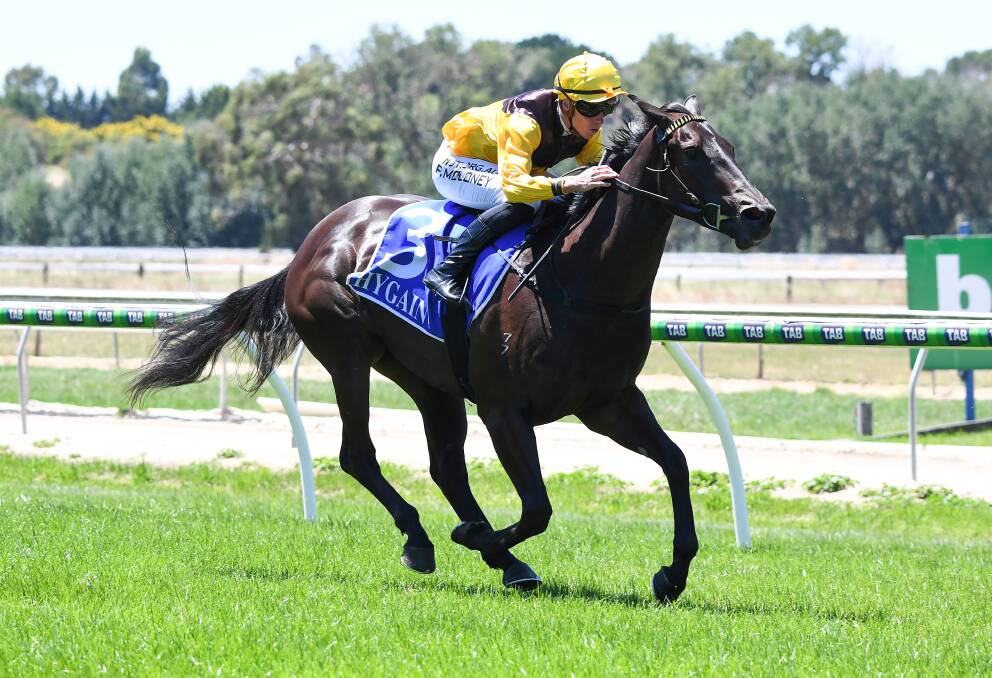 Kaniva, trained at Bendigo by Rod Symons, returned to winning form with a victory at Wangaratta on Tuesday. File picture: PAT SCALA/RACING PHOTOS
