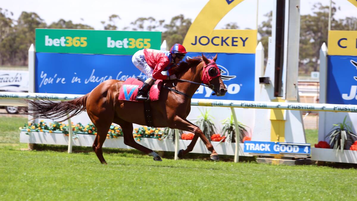 Penny To Sell takes to the Bendigo track for an exhibition gallop in February in a bid to enhance her claims for a spot in the inaugural $5 million All-Star Mile. Picture: GLENN DANIELS