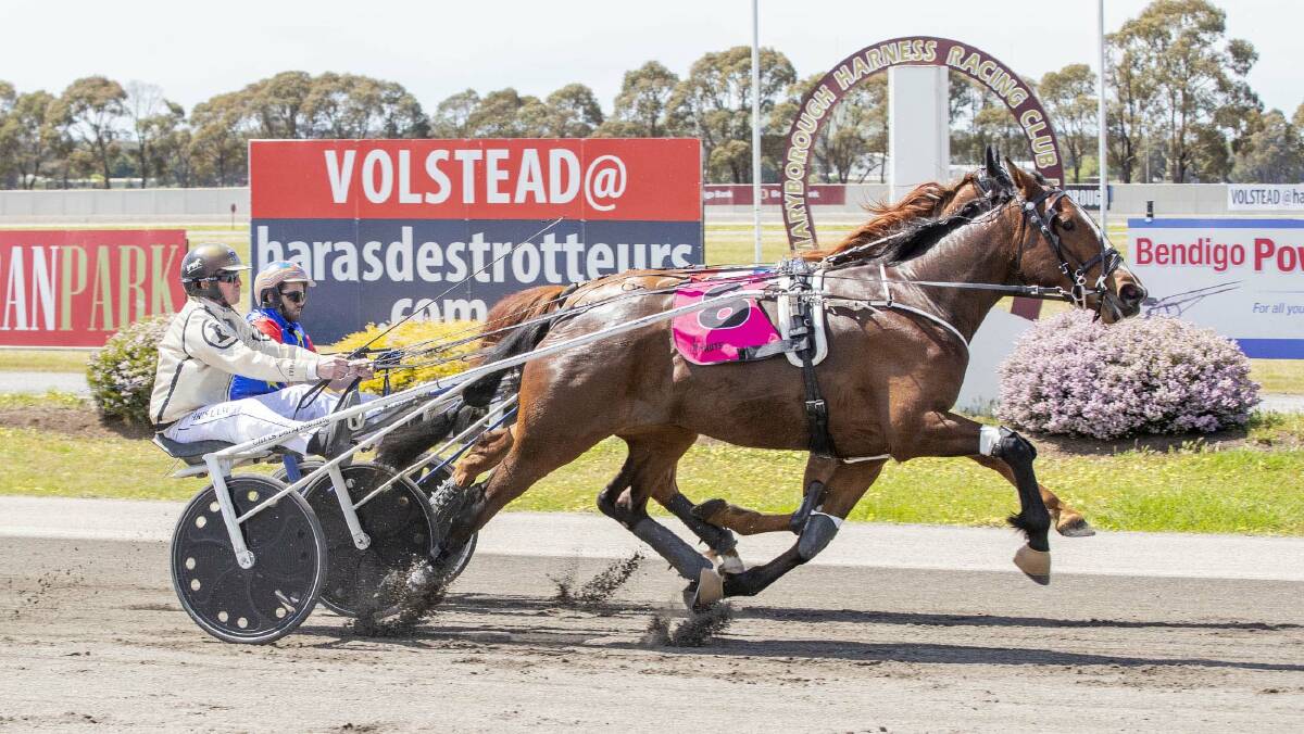 Bullion Harry, pictured winning at Maryborough in October, will represent the Chris Lang stable and Lang family in the Group 3 Gavin Lang Aldebaran Park Trotting Mile on Friday night at Lord's Raceway. Picture: STUART McCORMICK