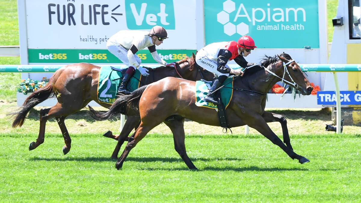 Snappy Secret, ridden by Patrick Moloney, wins the Kym Hann Racing Maiden Plate on Bendigo Cup day. Picture: PAT SCALA/RACING PHOTOS