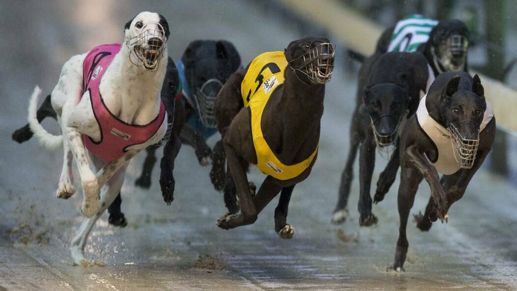 Feature greyhound races cancelled due to coronavirus