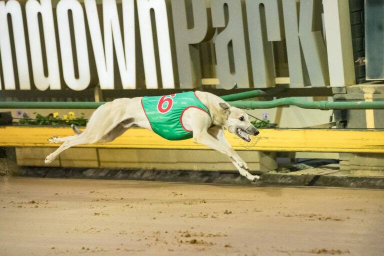 Jax Bale will be chasing a spot in the Group 2 Bendigo Cup on Saturday night. Picture: GREYHOUND RACING VICTORIA