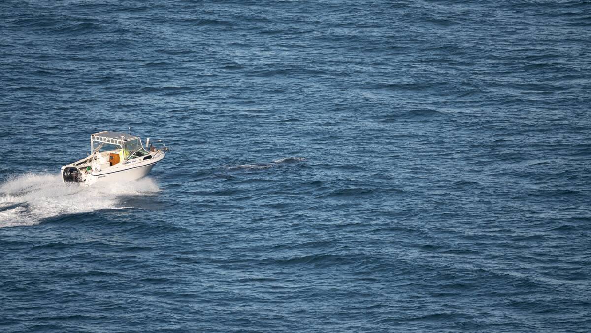 Near miss: A near miss between a boat and three whales drew headlines last week. Photo: Encounter Whales. 
