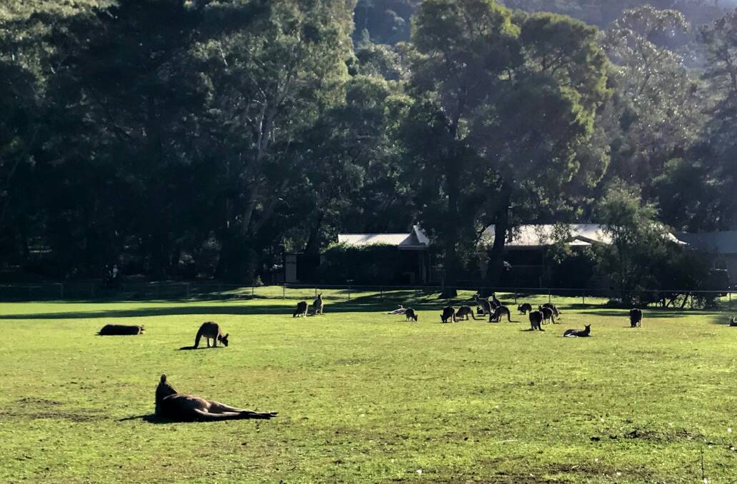 Kangaroos in Victoria. Picture: JADE BATE
