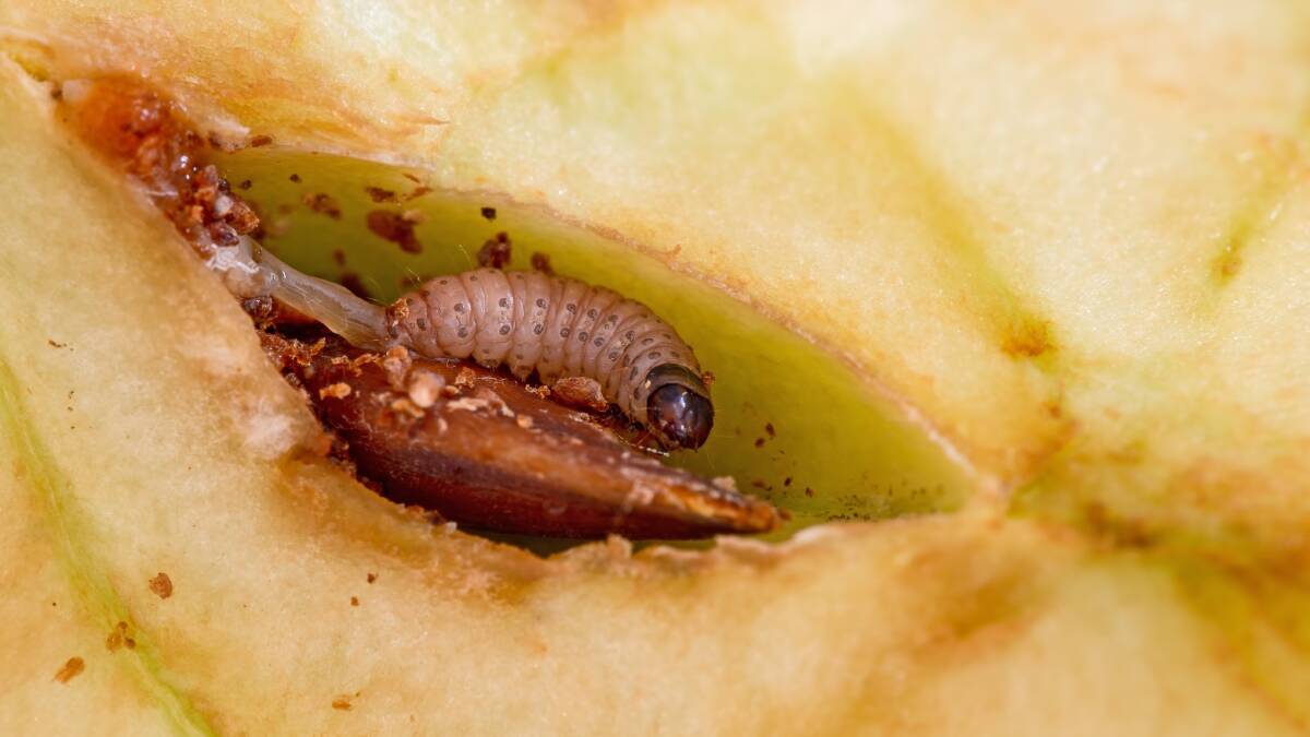 Codling moth lava feeding on the fruit core of an apple. Picture: Shutterstock