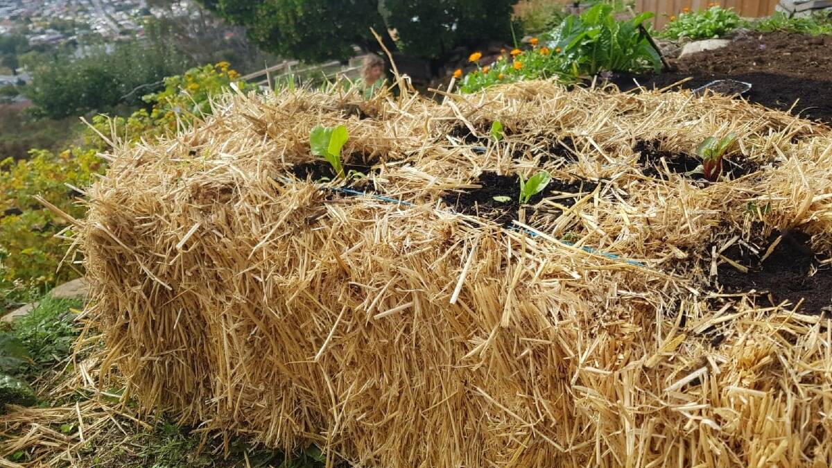 Straw-bale gardens are a short-term, one season type of garden where you simply put a series of compost pockets. Picture: Hannah Moloney.