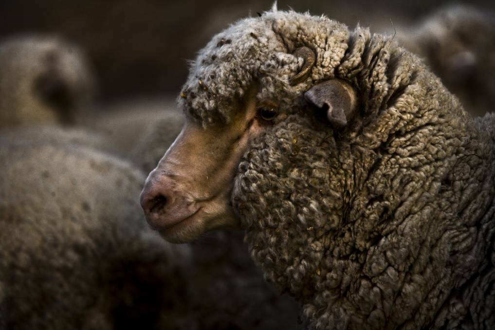 Farmer performs C-sections on sheep, stitches them with dental floss