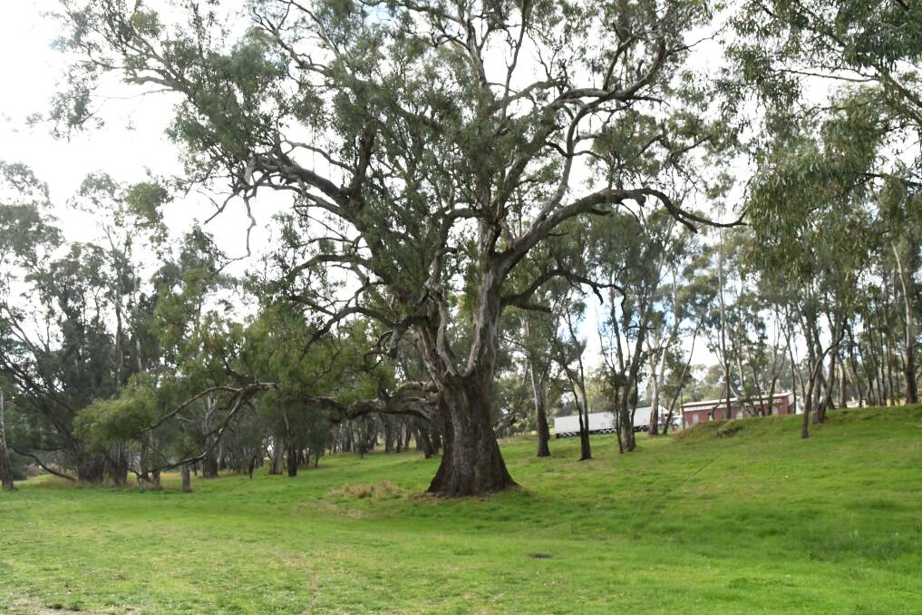 The pre-settlement river red gum is in Lockwood South. 
