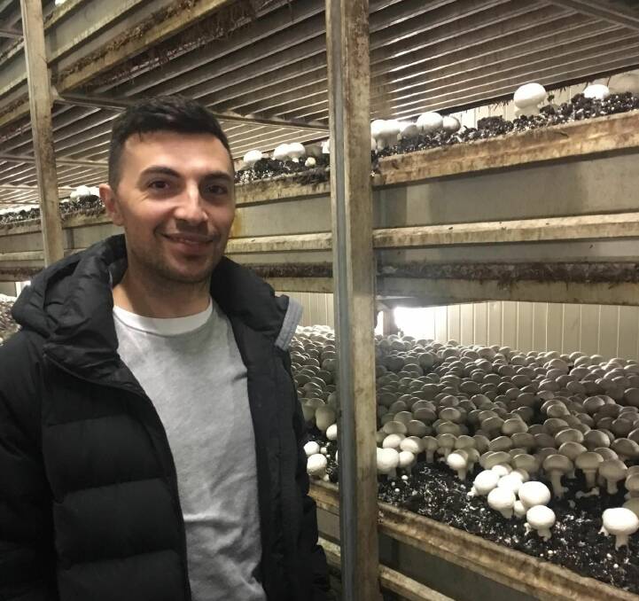 BIG CHANCE: Lockwood mushroom farmer Chris McLoghlin has been shortlisted for a national horticulture award. Picture: Supplied.