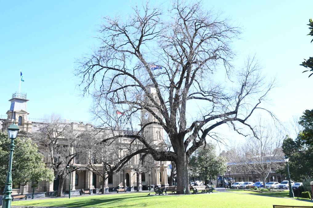The civic gardens elm tree, valued at more than $350,000.