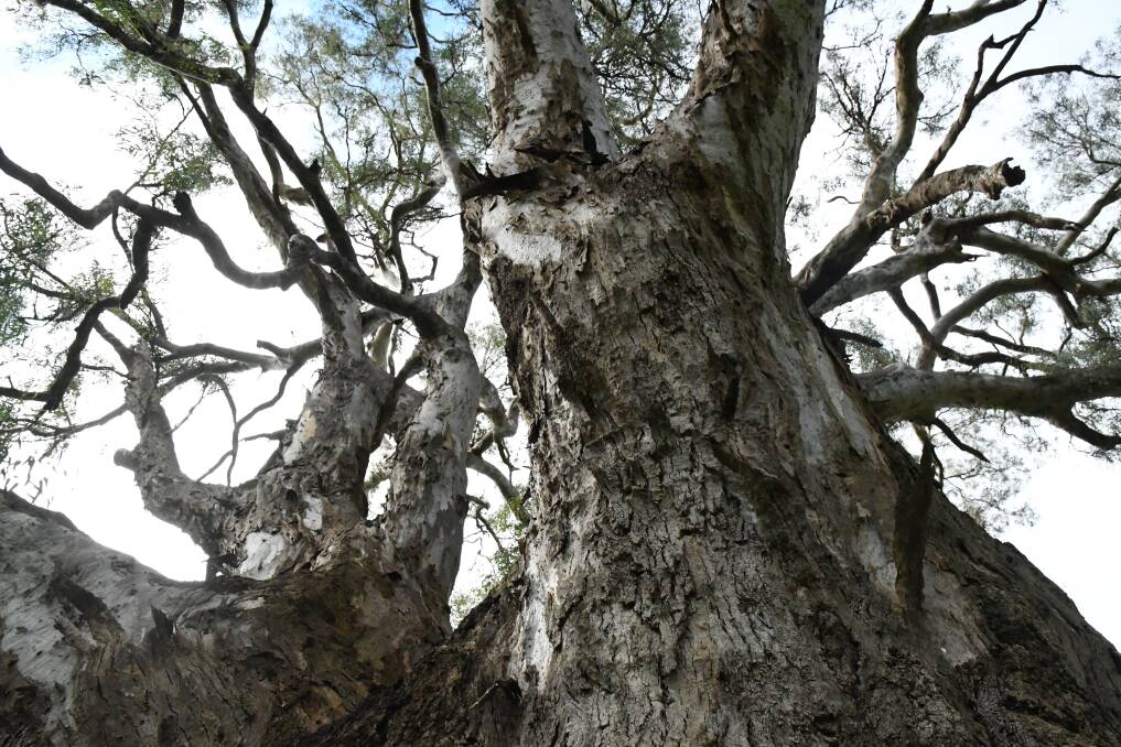 The King Billy Tree, a river red gum, is believed to be the oldest and biggest tree in the region.
