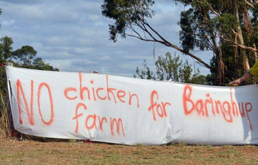 New plans mooted in Baringhup broiler farm battle