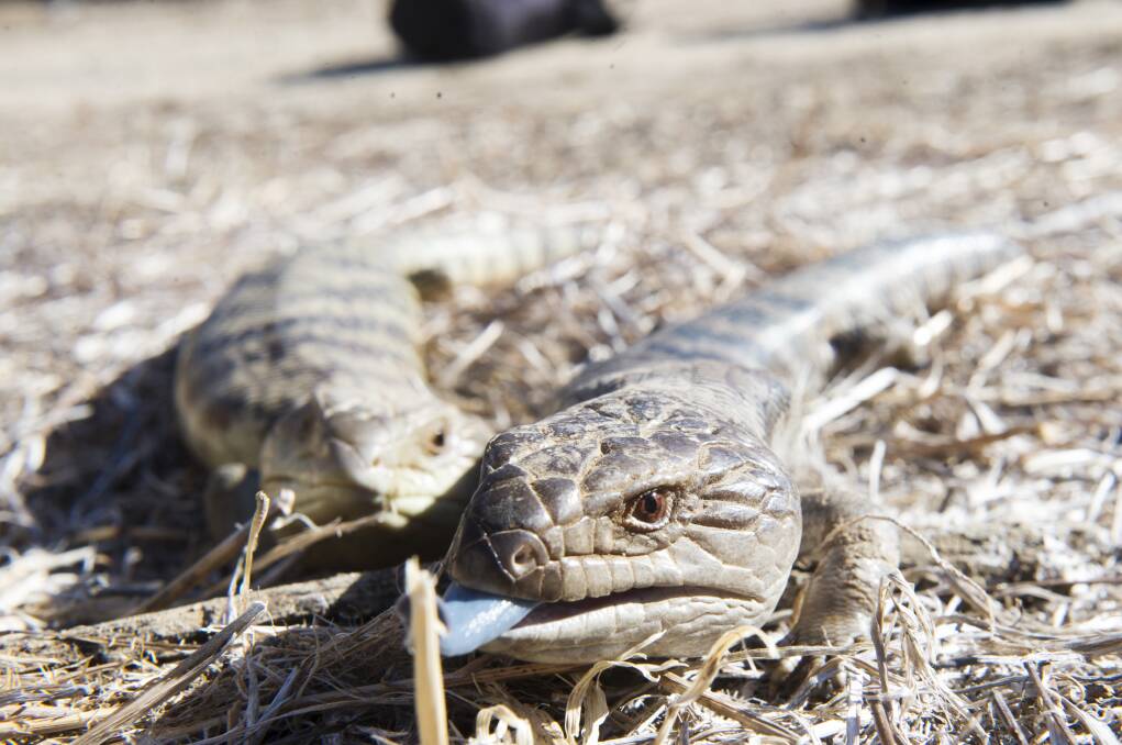 TONGUES OUT: Blue tongue lizards were one of a number of species seized by DELWP recently. 