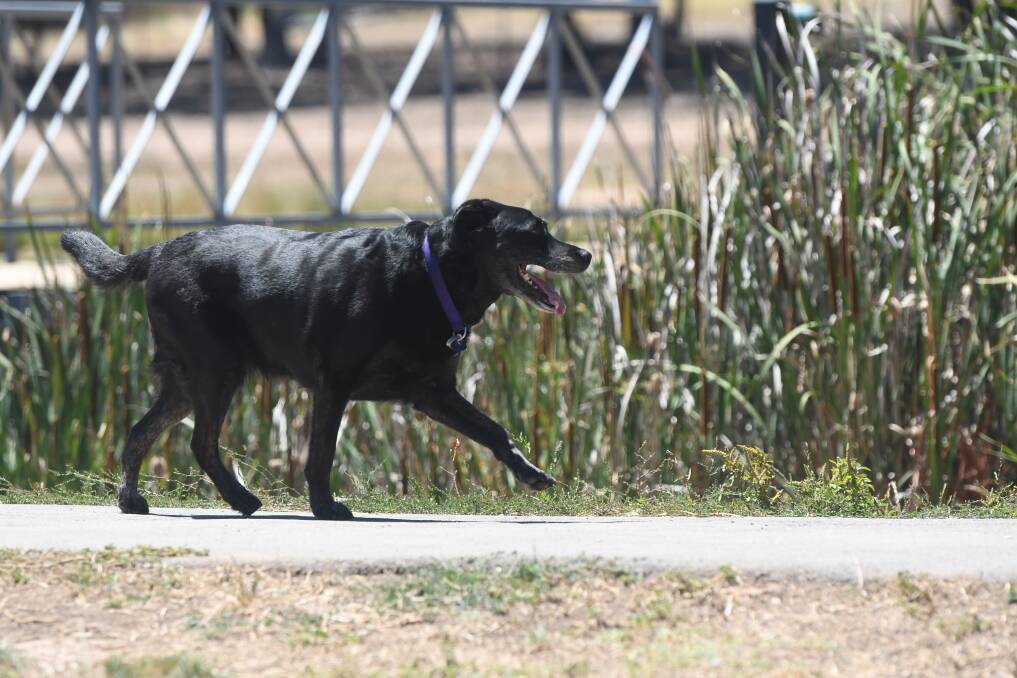 GOOD DOG: Bendigo will have two new dog parks by the end of June.