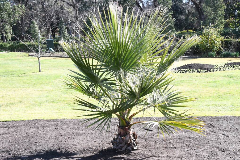 One of the replanted palm trees in the conservatory gardens. 