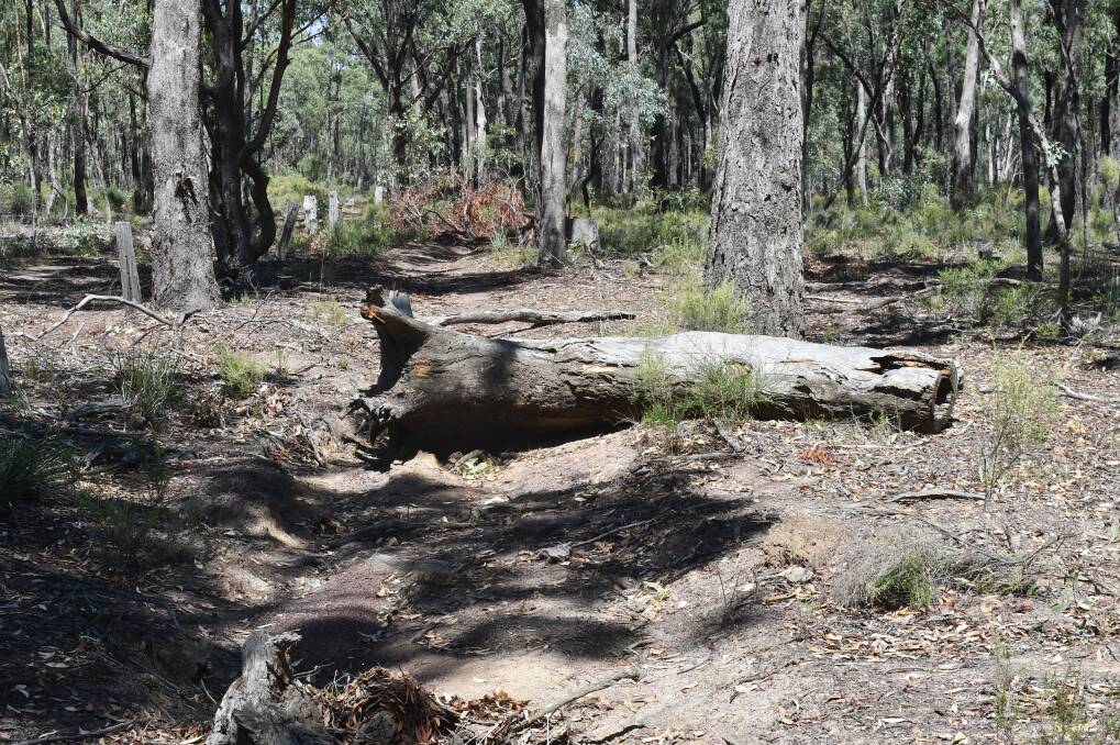 TORN DOWN: A state government department has ripped down hundreds of trees in the Whroo state forest, near Rushworth, to stop motor cross riders using a trail.