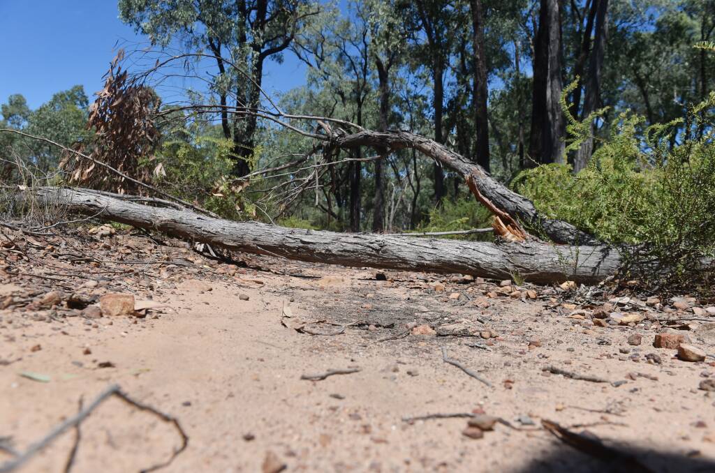 PUSHED OVER: Most of the fallen trees lining the Gold and Ironbark trail in the Whroo state forest were hand felled, while DELWP used a tractor to tear down others.