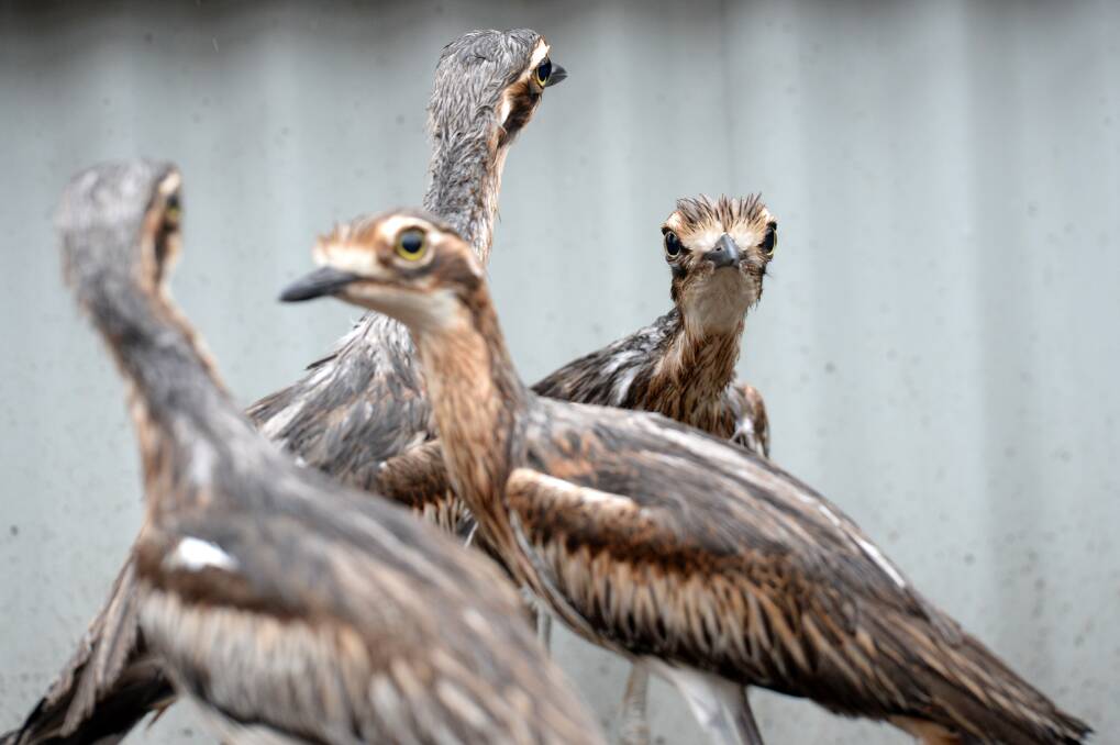 BACK TO OLD HAUNTS: Four 11-month-old bush stone curlew chicks which are recent arrivals to the Bendigo-based breeding program. Pictures: DARREN HOWE
