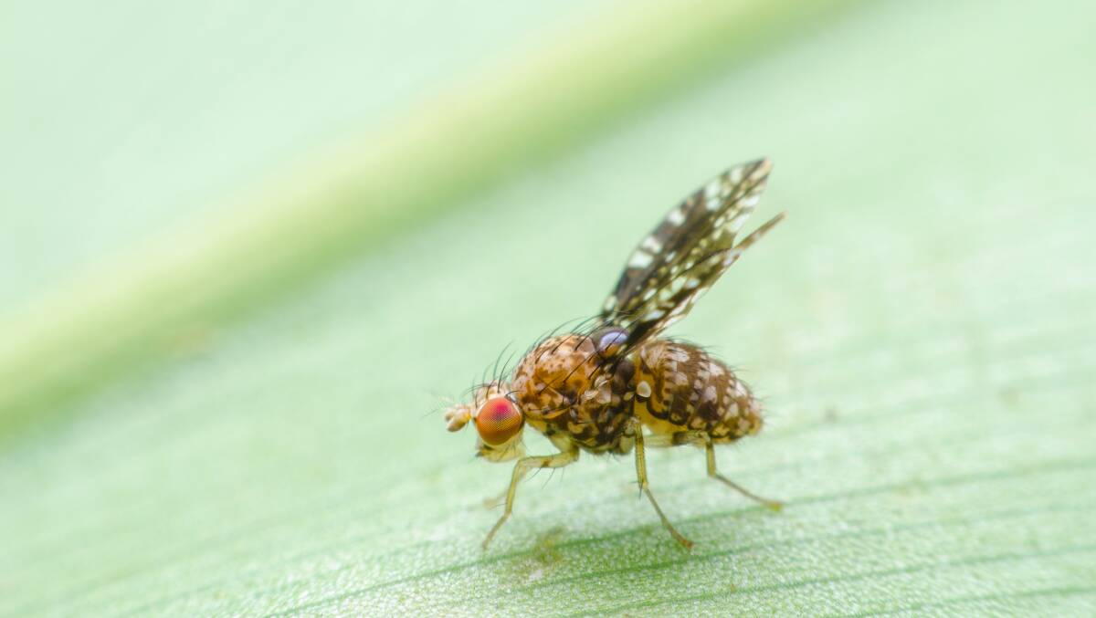 Fruit fly. Picture: SHUTTERSTOCK
