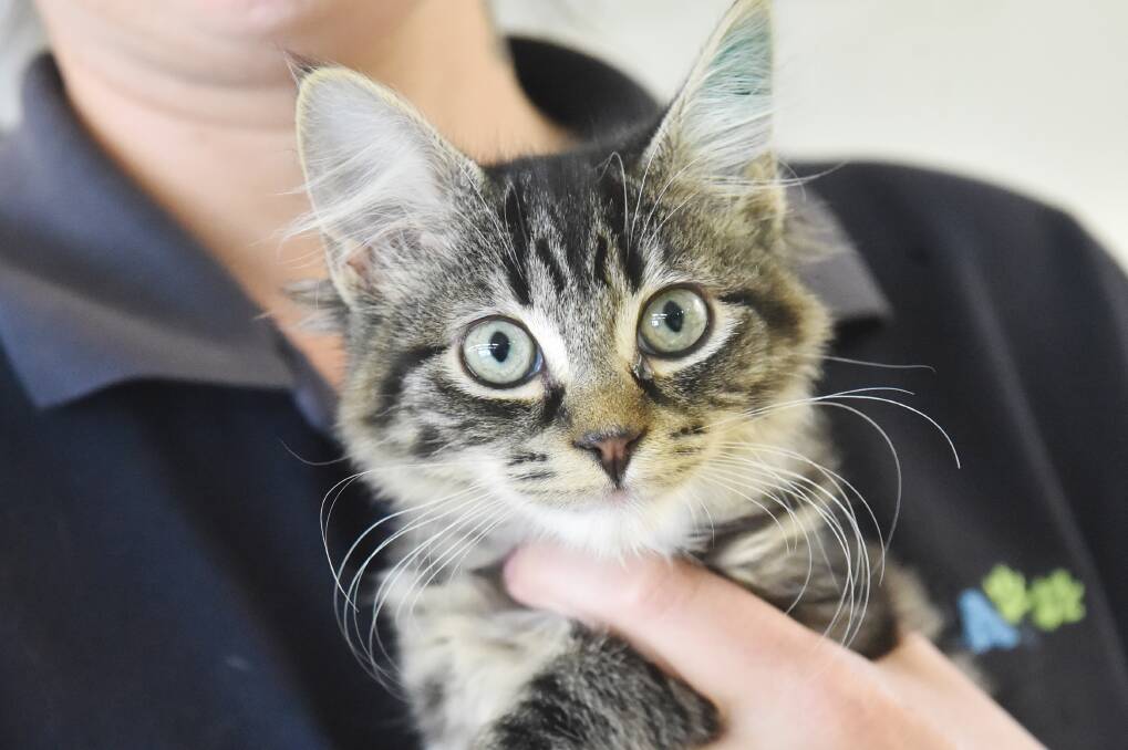 MOVING: Cats like this one will be transported to Bendigo as Castlemaine's RSPCA shelter prepares to shut up shop. 