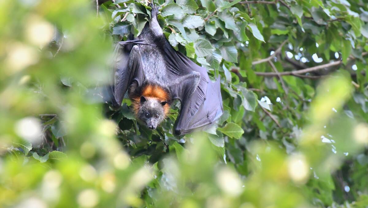 FLYING HIGH: Proposed works at Rosalind Park include an aerial cooling system for bats. Picture: NONI HYETT 