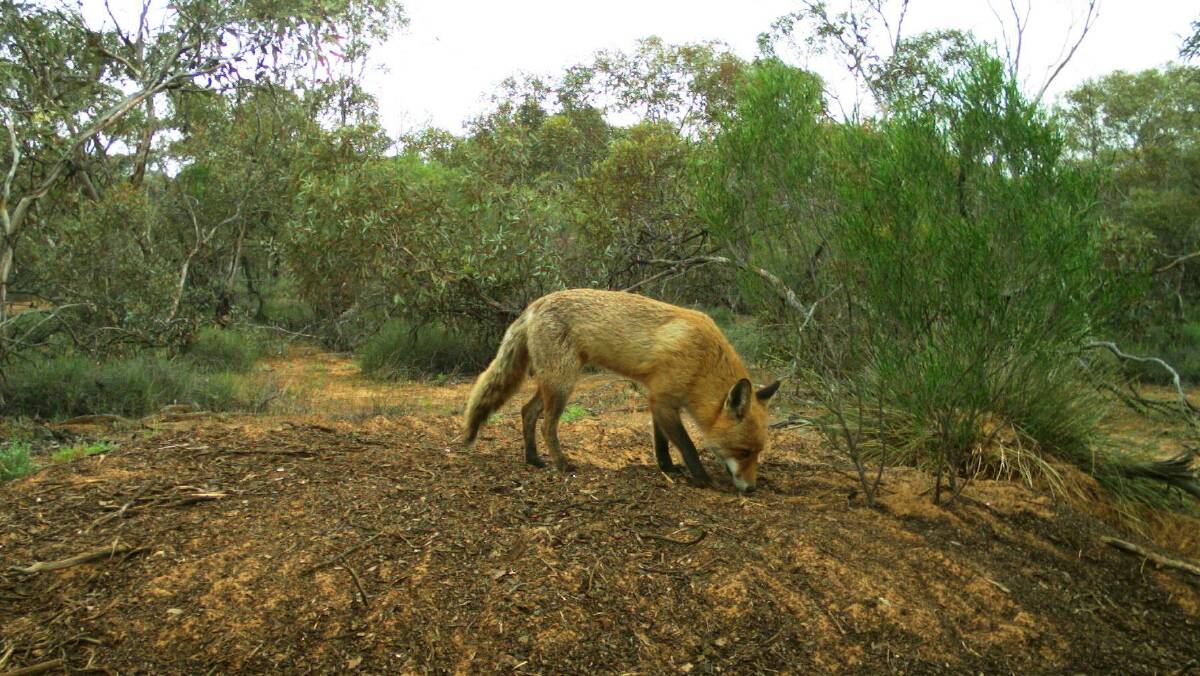 BAITING SEASON: This year's fox baiting program has commenced. Picture: Supplied 