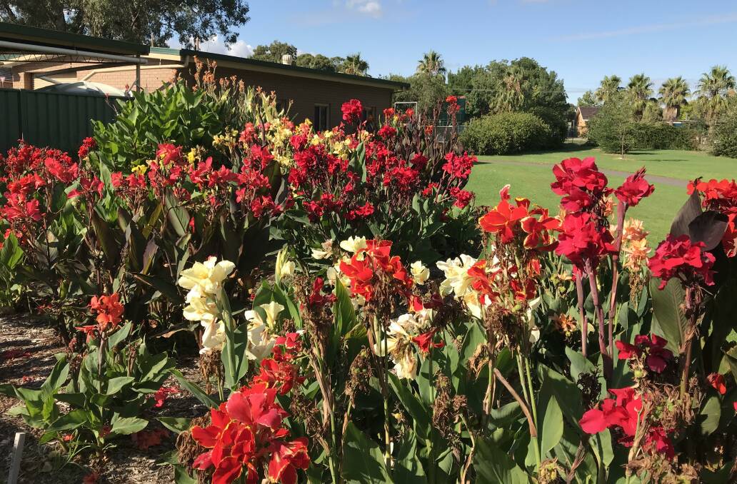 VIBRANT: Canna Lilies in bloom at the garden. Picture: SUPPLIED. 