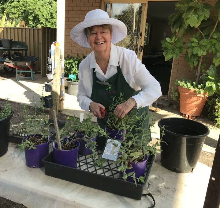GREEN THUMB: Preparations are underway for the Friends of the Botanic Garden's 20th anniversary sale. Picture: Supplied. 