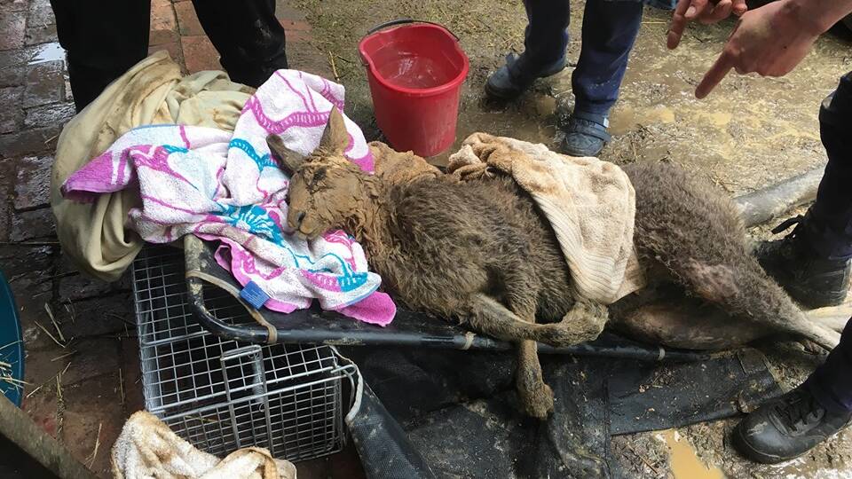 Kangaroo rescued from forest mineshaft