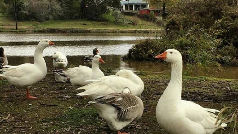 YOUR SAY: On freedom of speech, Daylesford geese, refugees and chronic pain