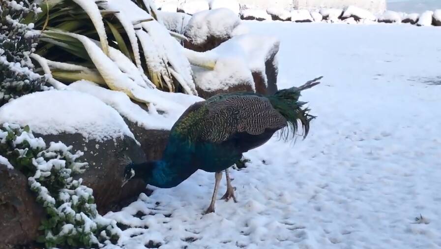 Top of the Range Tearoom's pet peacock enjoys the snow. Picture: Top of the Range Tearooms