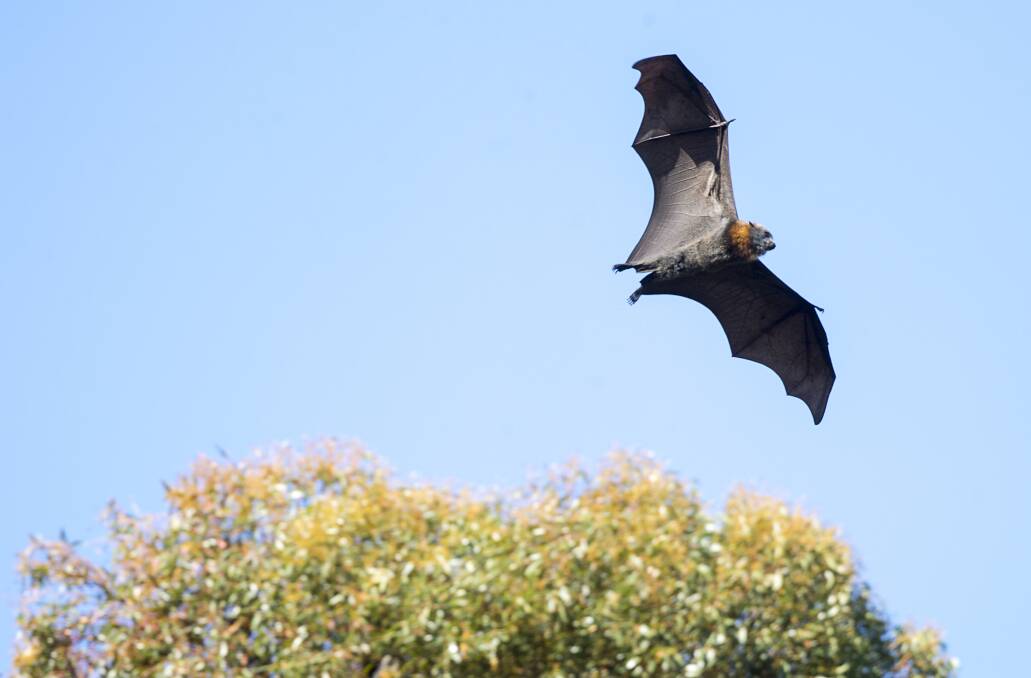 AIRBORNE: 18,000 new flying foxes are in search for food in the region's parks and forests. Picture: DARREN HOWE