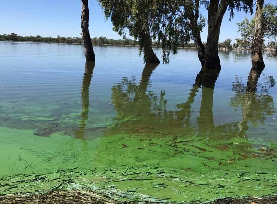 Wooroonook Lakes continues to be affected by a blue-green algae bloom. Picture: CONTRIBUTED