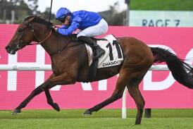 Zardozi is tipped to win Race 7, the Vinery Stud Stakes over 2000 metres. Picture Bradley Photos