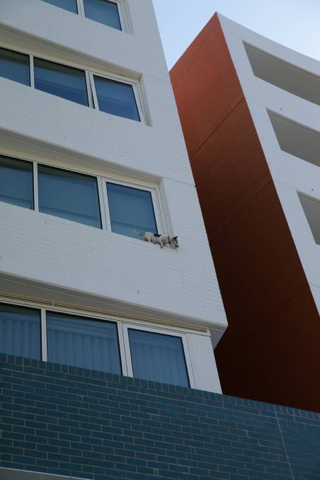HIGH-WIRE DOG: Suzie on the third-floor balcony ledge at Honeysuckle.