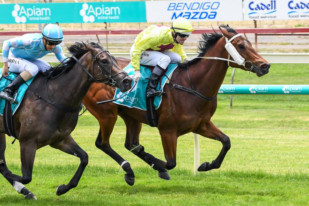 IMPRESSIVE: Zoutons sprints past Dana Point to win the Adroit Finance Maiden Plate at Bendigo on Sunday. Picture: RACING PHOTOS