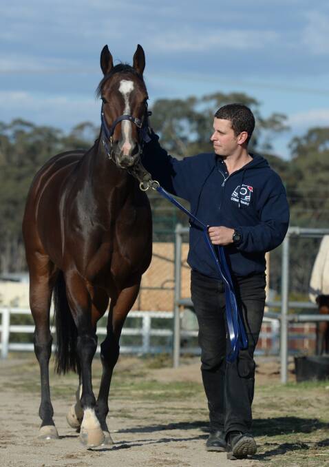 GOOD SEASON: Bendigo trainer Adam O'Neill with lightly-raced sprinter Amaretto, who is in contention for Horse of the Year. 