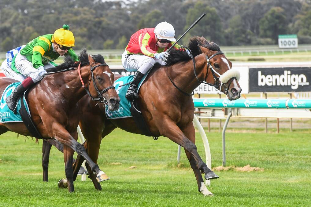 TOUGH STAYER: Wentwood on its way to victory in the 2021 Apiam Bendigo Cup. Picture: RACING PHOTOS