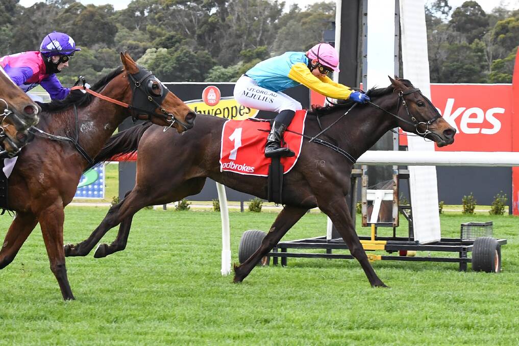 HOME TRACK: Super Girl will attempt a career-best victory in Wednesday's Apiam Bendigo Cup. Picture: RACING PHOTOS